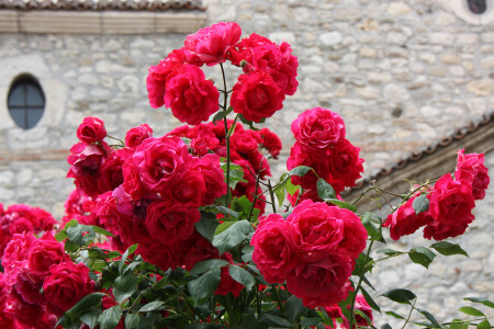 Болгарская роза