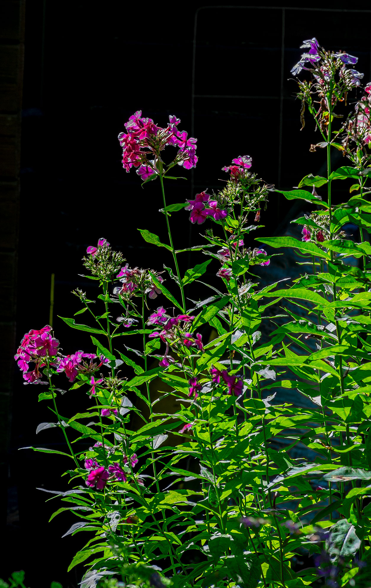 Флоксы на даче