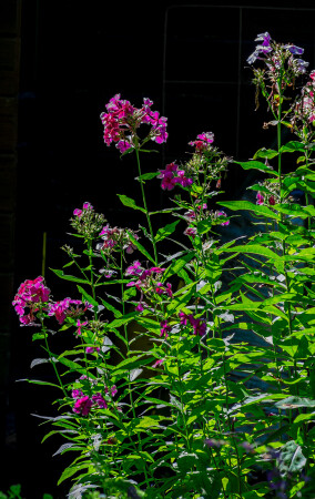 Флоксы на даче