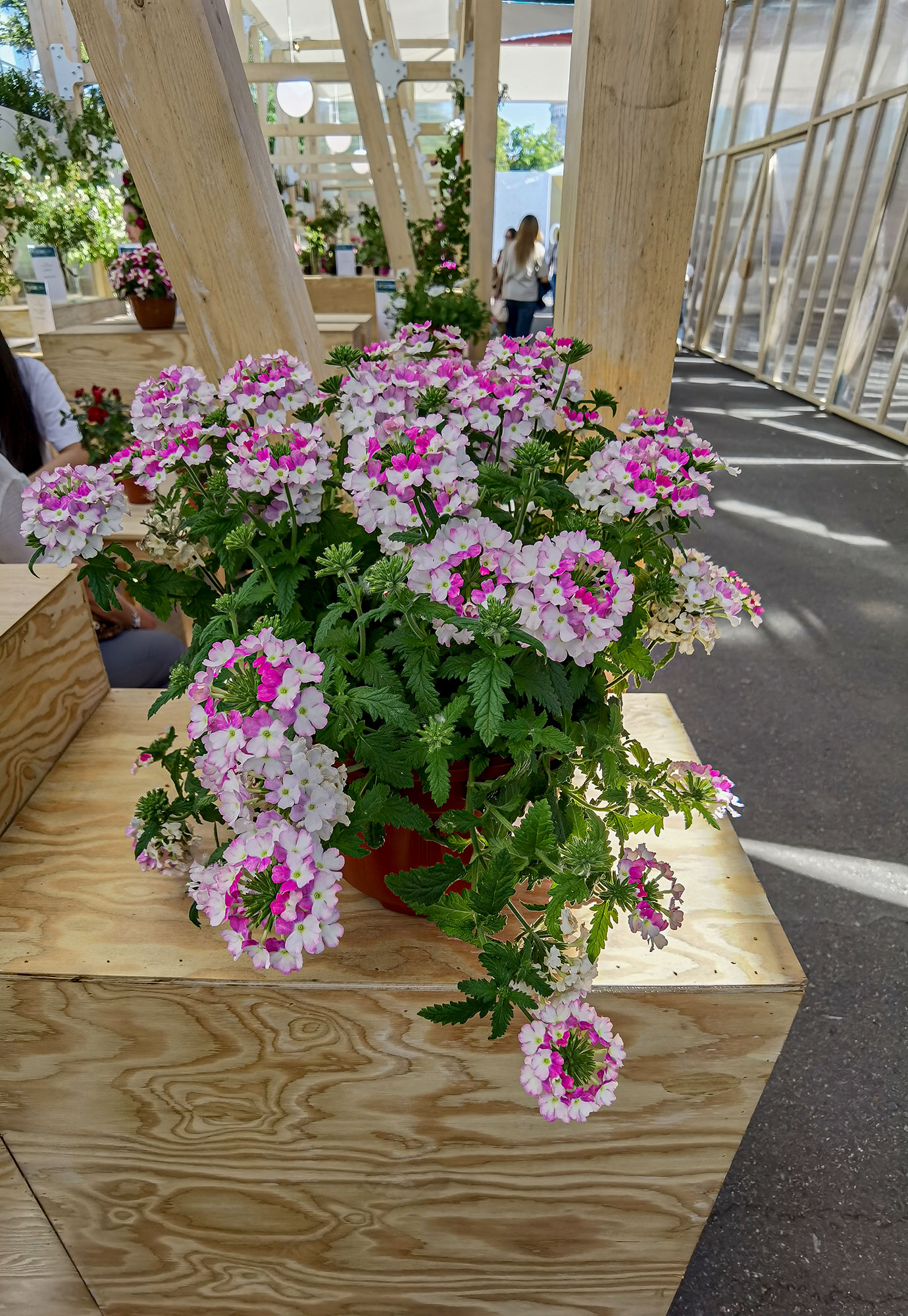 Вербена ампельная