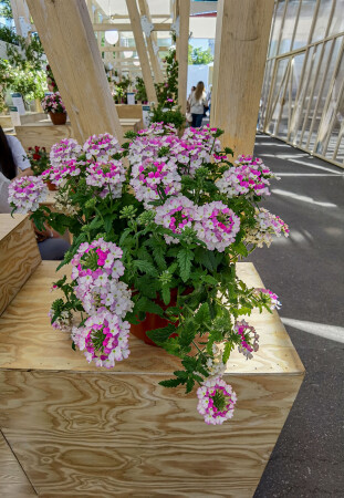 Вербена ампельная