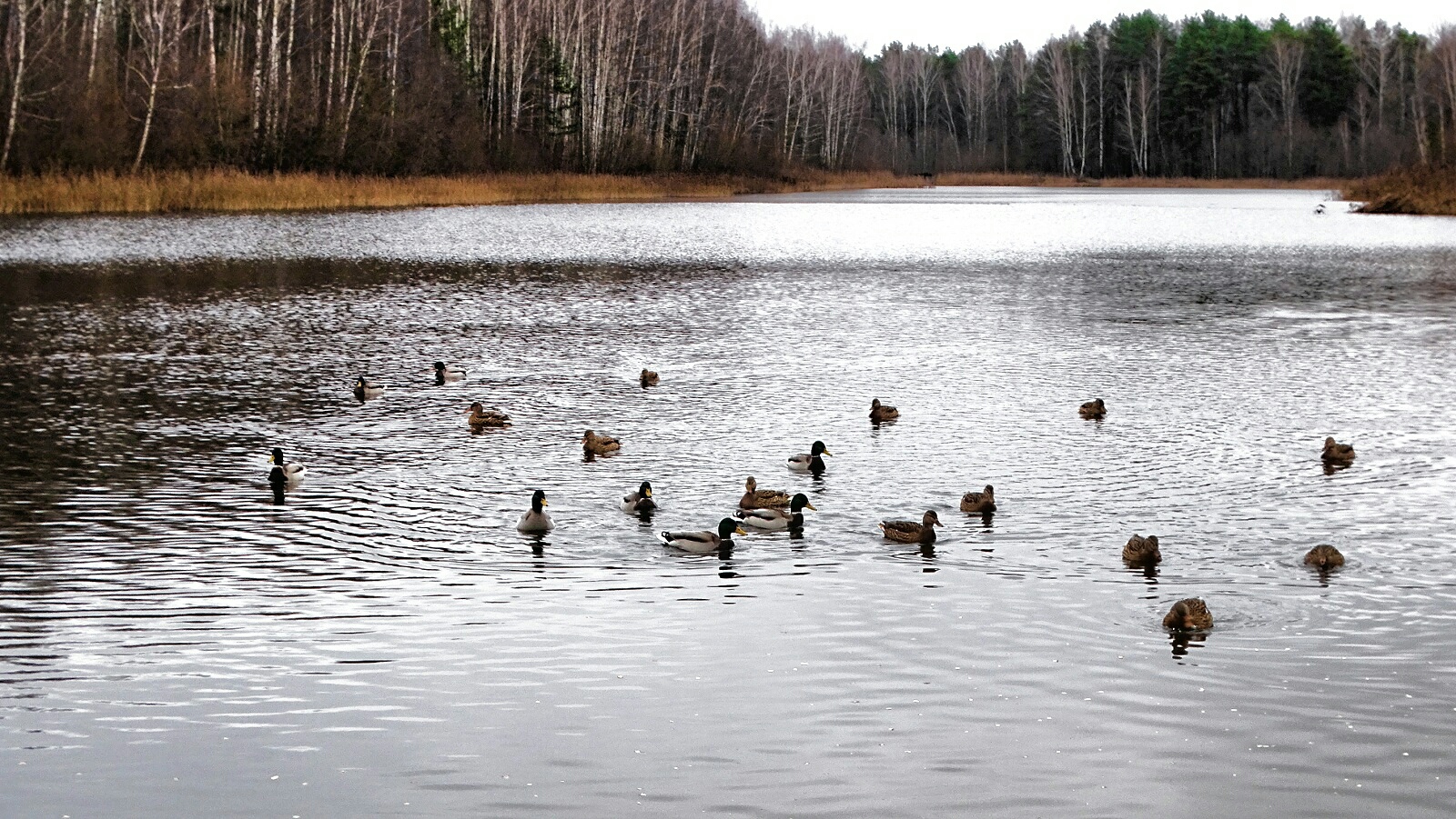 Животные и птицы