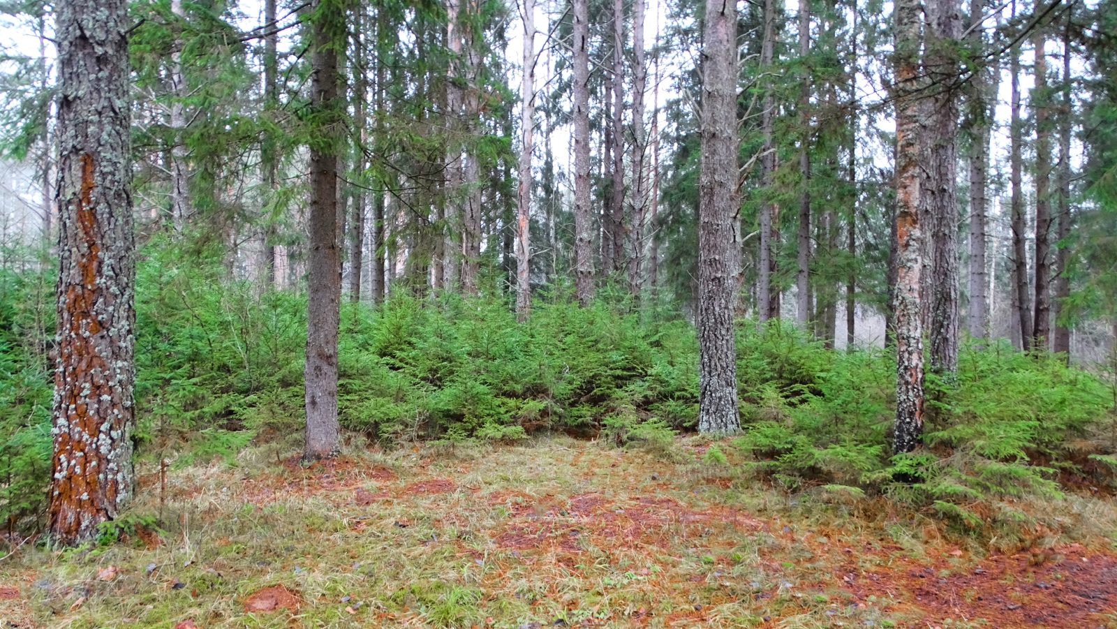 Природа Смоленщины 