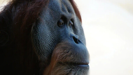 задумчивый Бруно