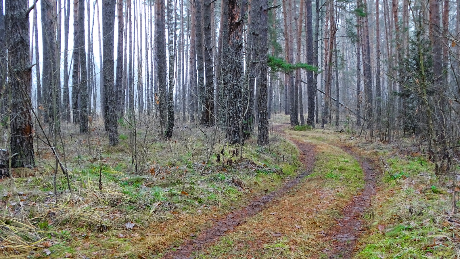 Природа Смоленщины 