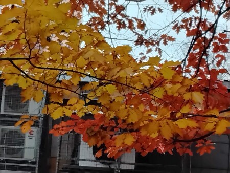 Красно-золотая ветка дуба в ноябре