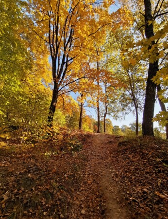 Бродилки осенние