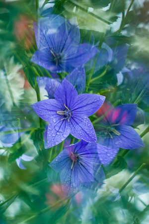 Цветочный калейдоскоп