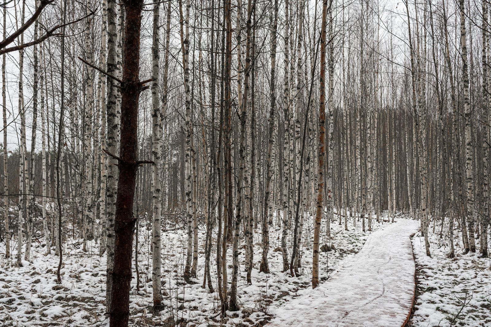 Березовая роща