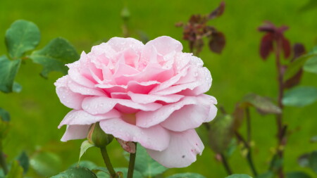 Роза в утренней росе 