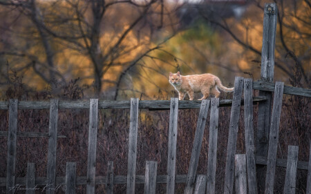 Осенний променад