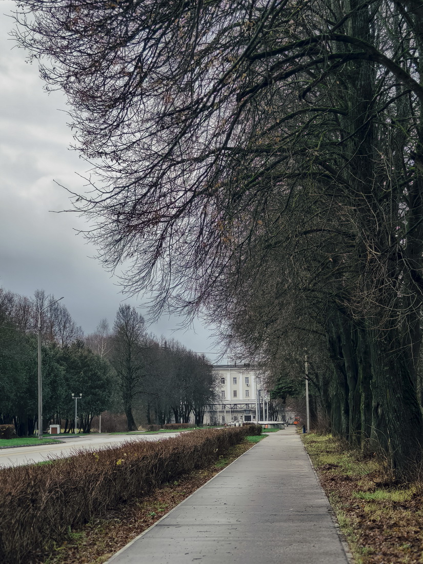 Курчатовские липы