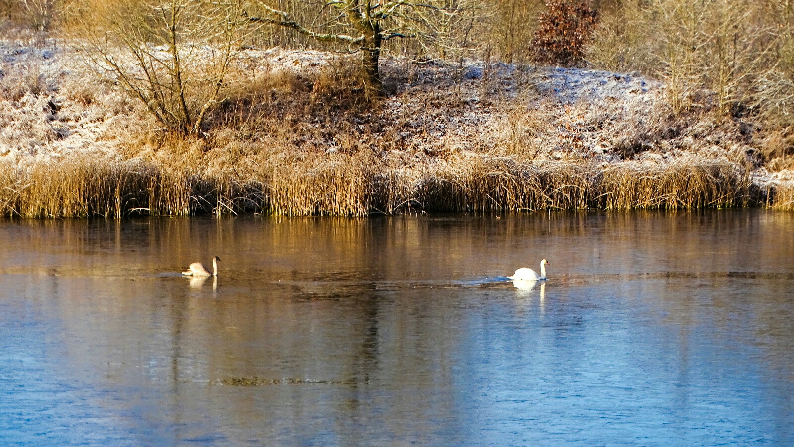 Животные и птицы