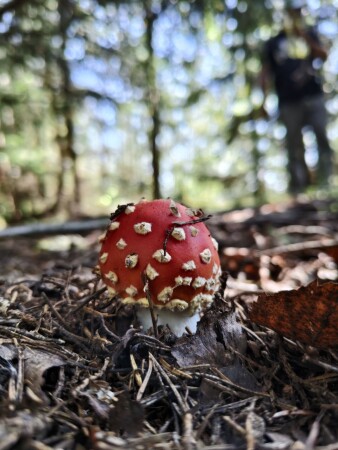 Лесной Царь 👑