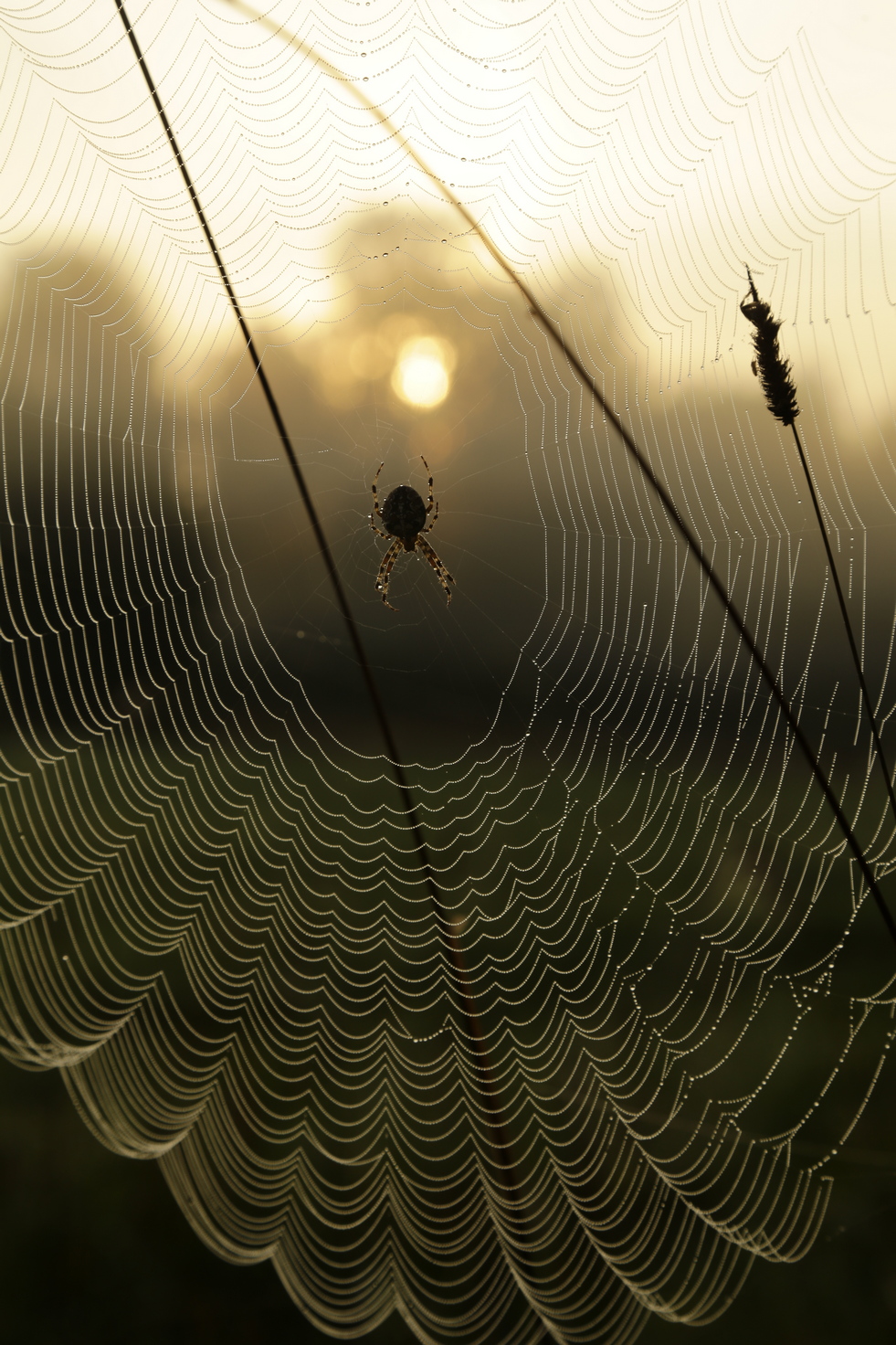 Утро раннее