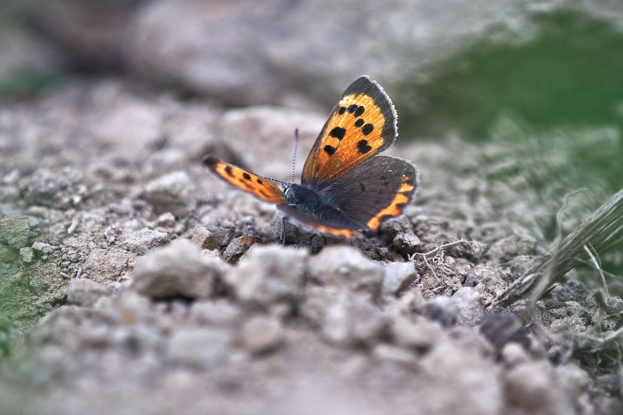 Бабочка с.Яблочное , о.Сахалин