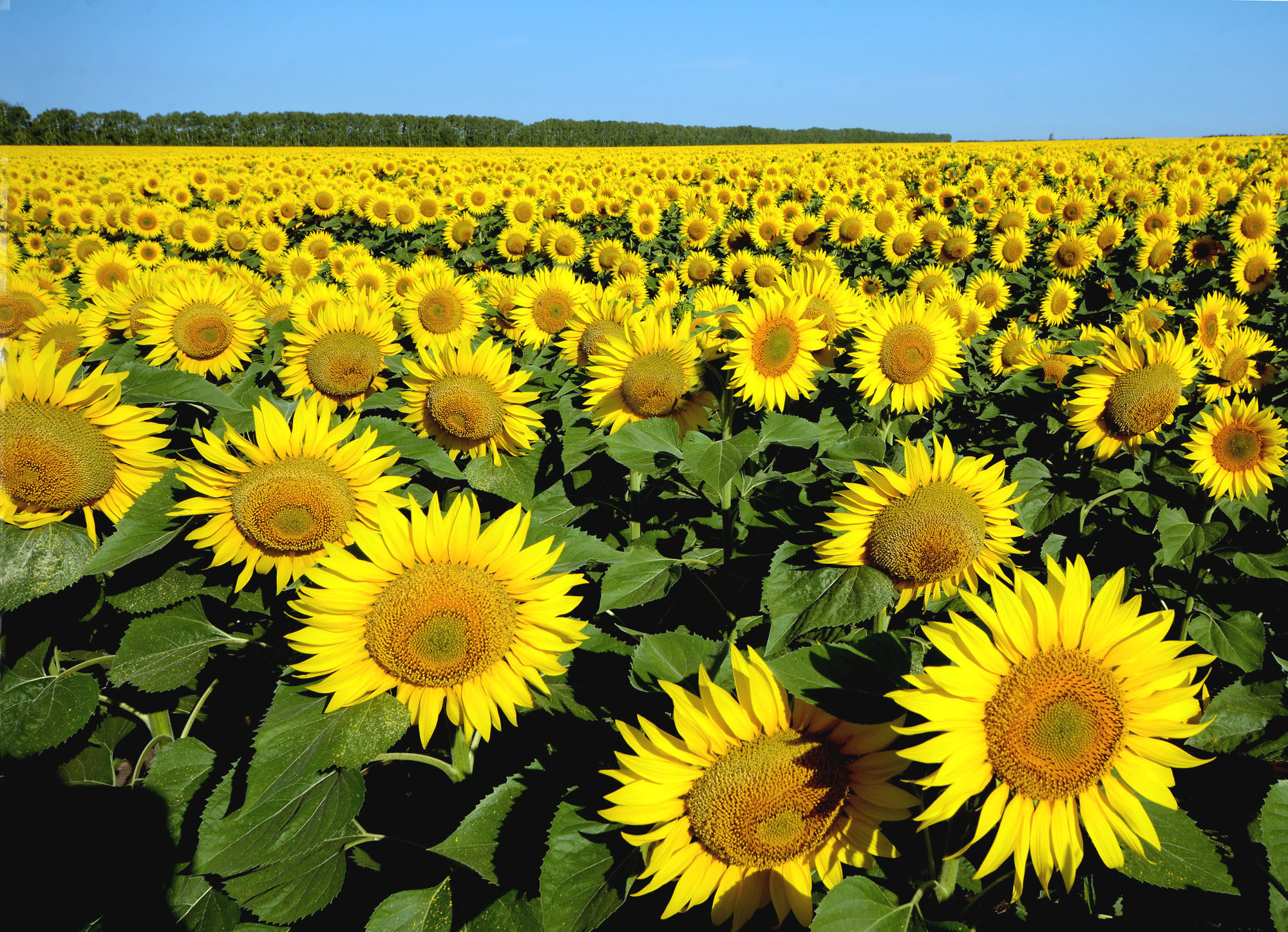 Летние солнышки