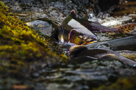 Нерест горбуши