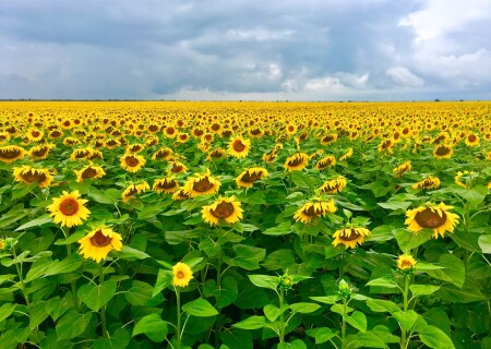 Подсолнухи