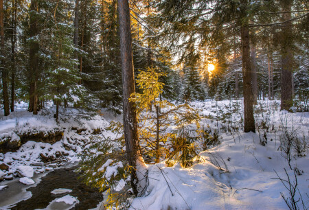 Вечерний свет 