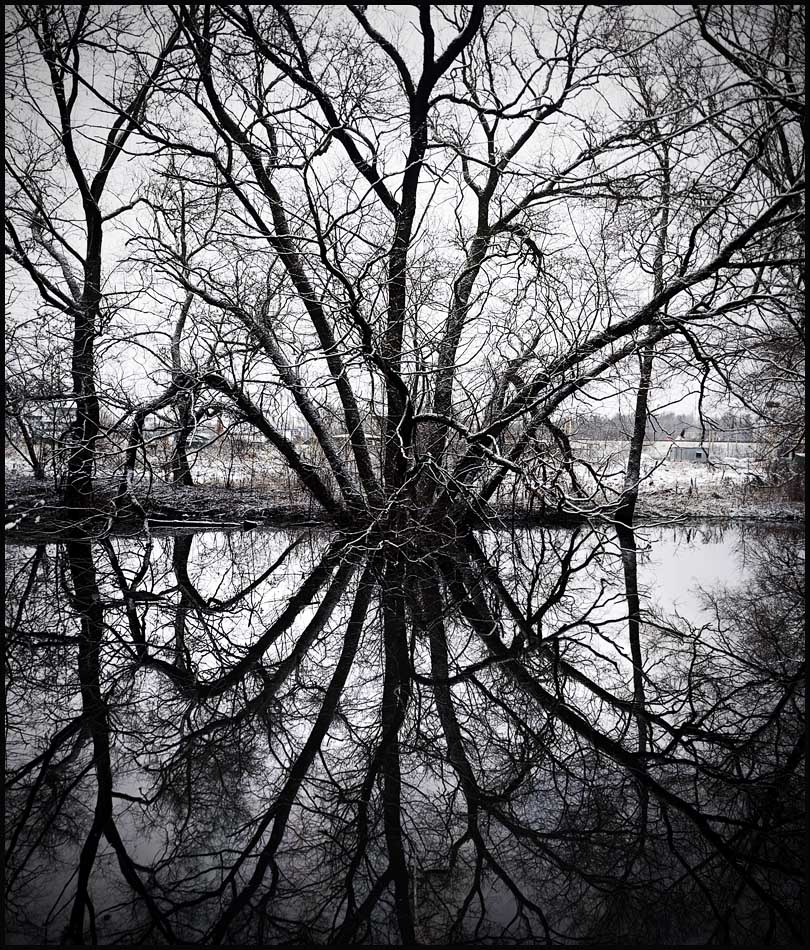 каракатица