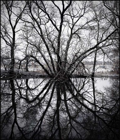 каракатица