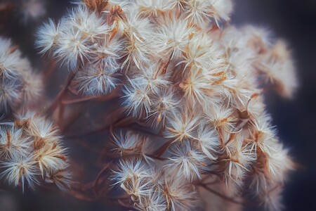 Василистник белый