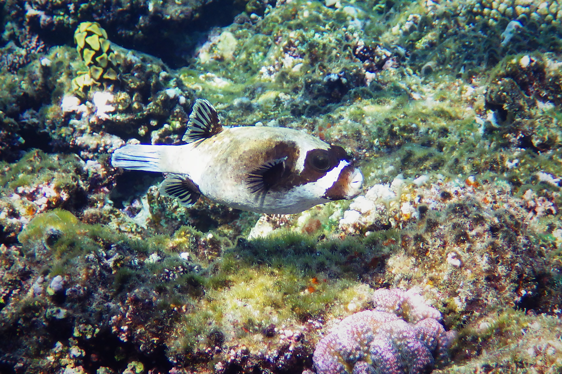 Масковый иглобрюх