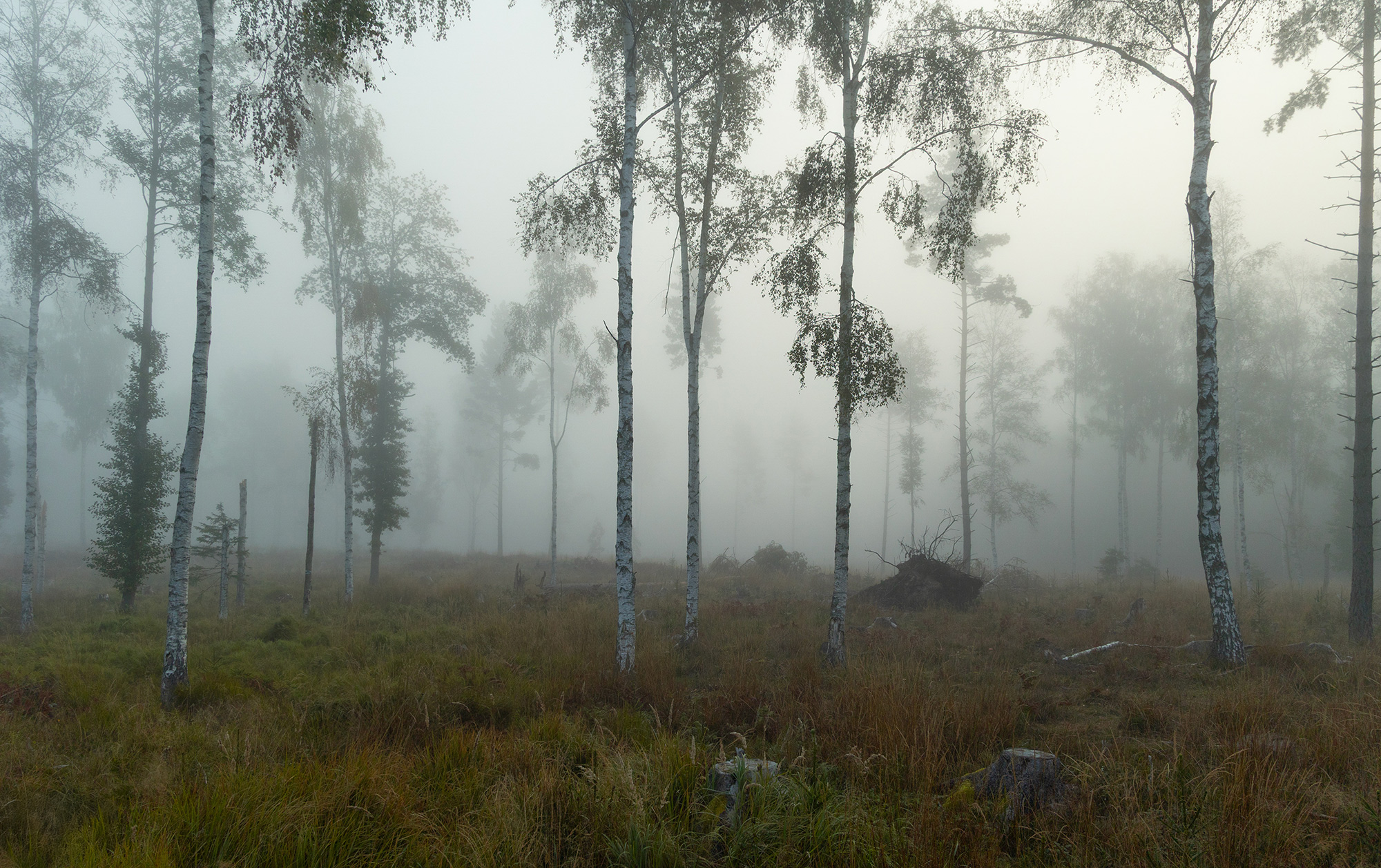 Берёзы в тумане