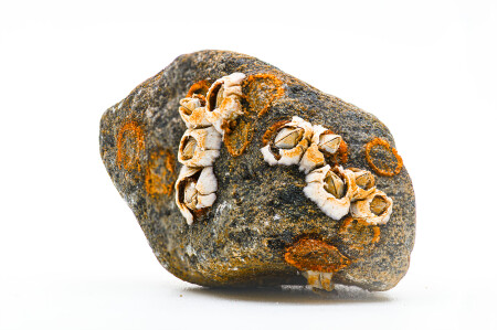 раковины на камне