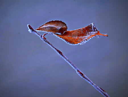 Самые стойкие.