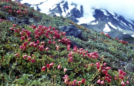 Камчатка - на склоне Авачинского вулкана