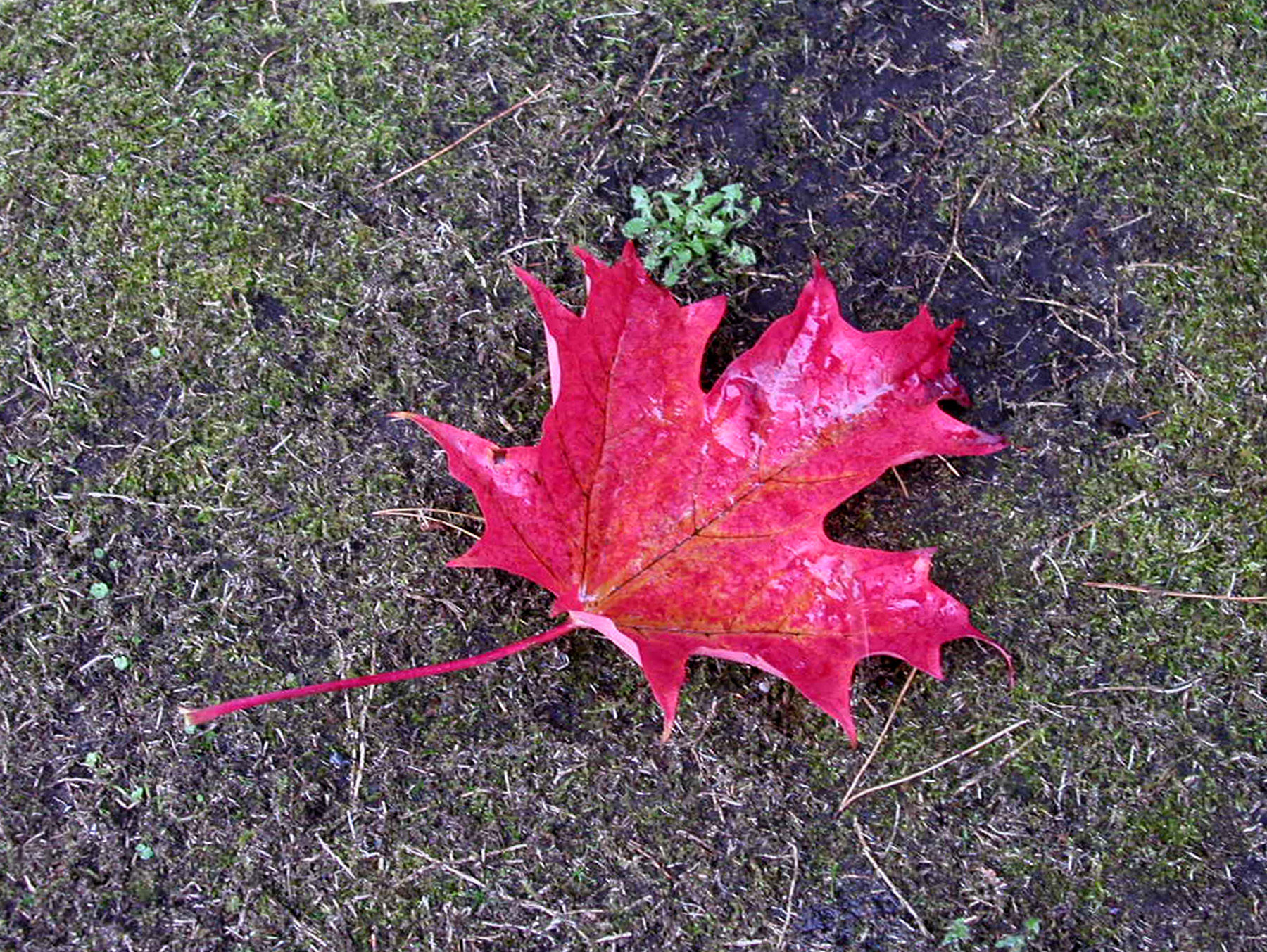 Япония - Мориока - ноябрь