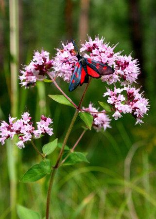 Душица и бабочка пестрянка