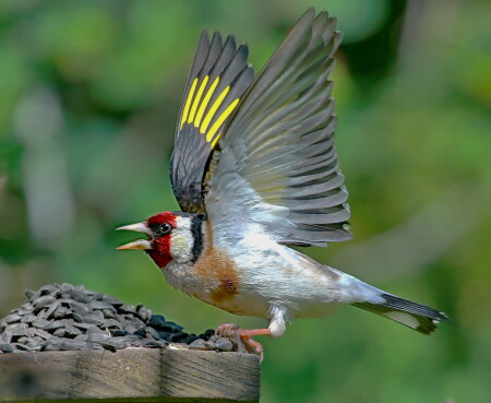 &quot;богатство&quot;