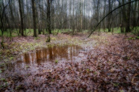 Осенний лес