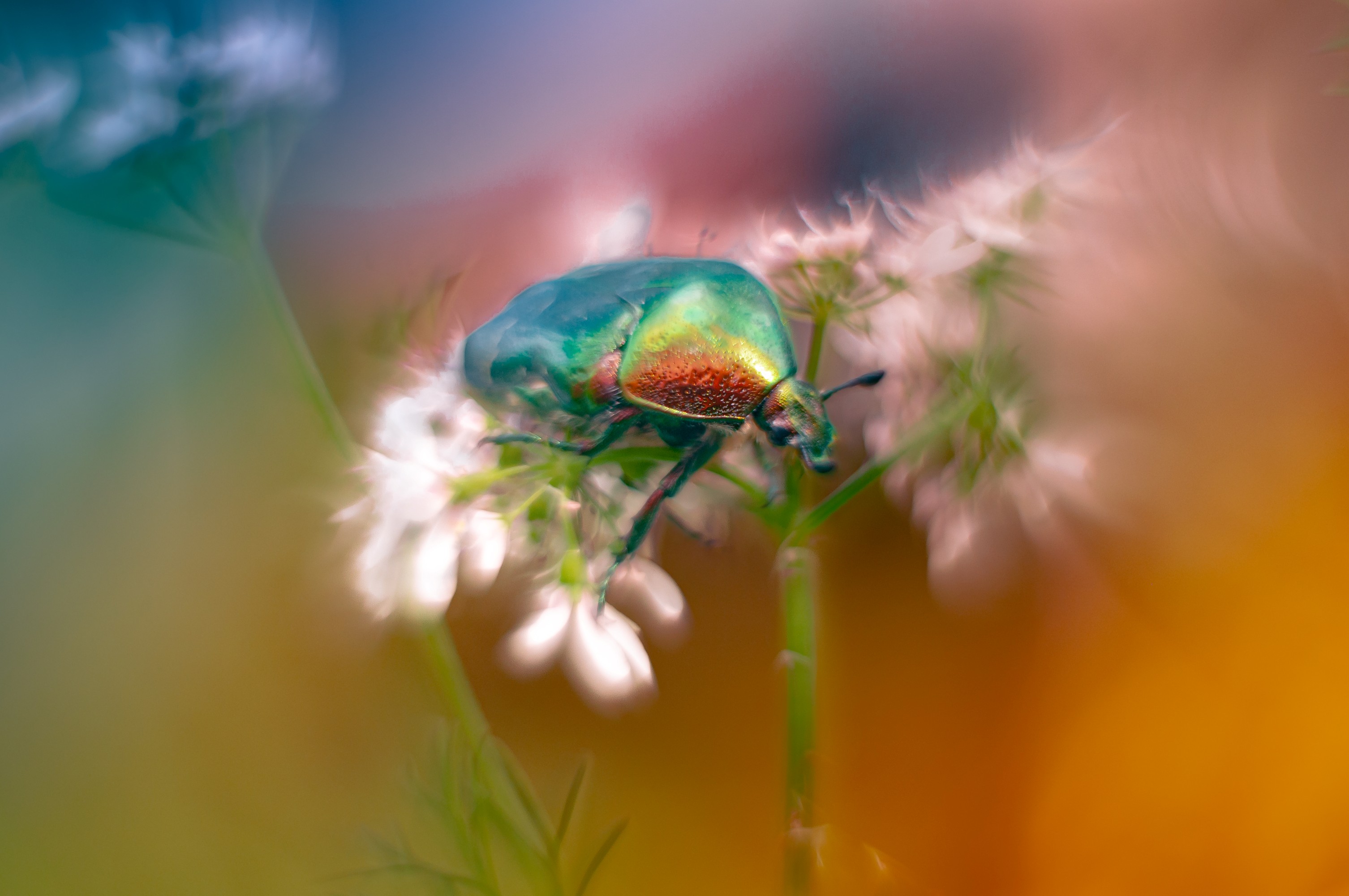 Бронзовка через Гелиос