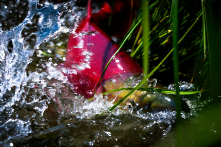 Нерест нерки