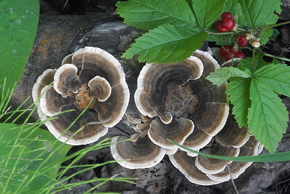 Без названия...