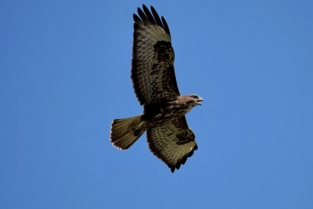 Канюк в полете пищит.