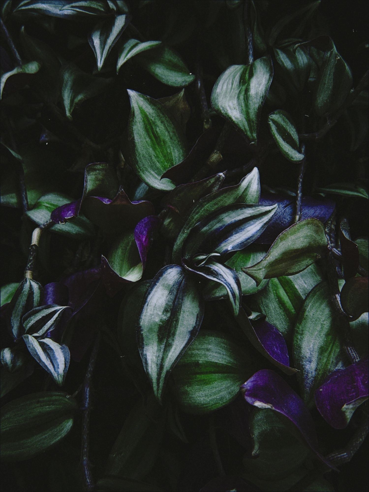 Спокойное буйство