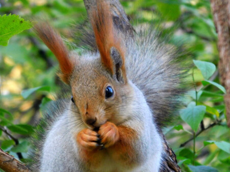 Милая рыжуха