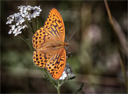 Перламутровка большая