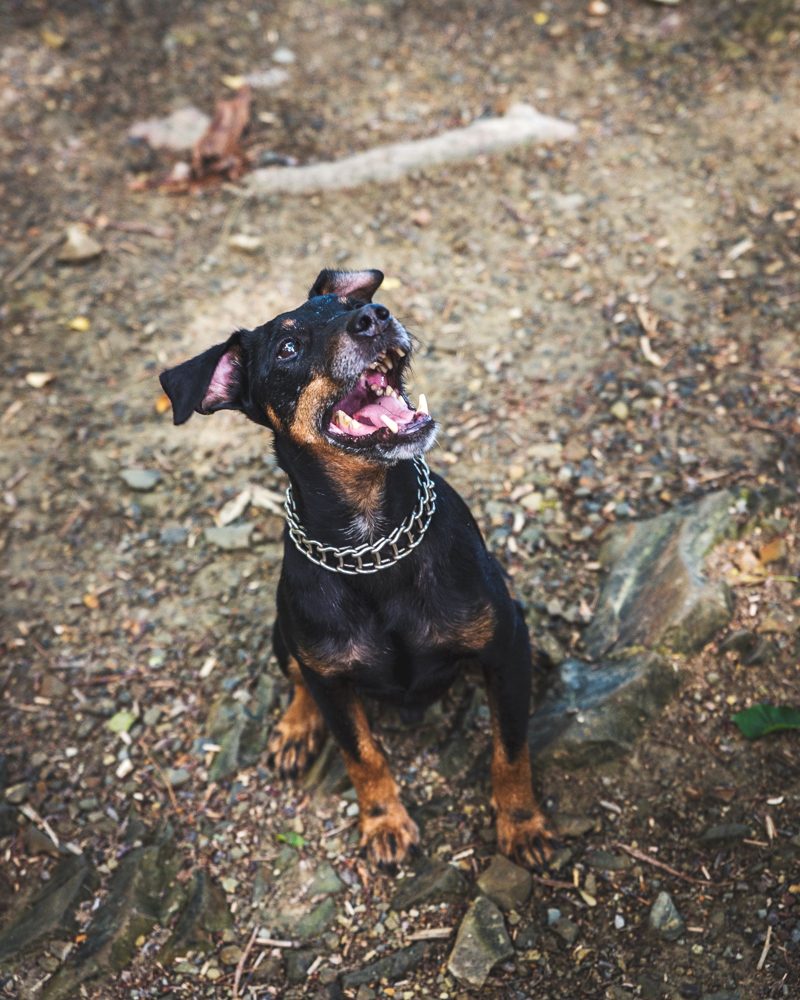 Друг человека