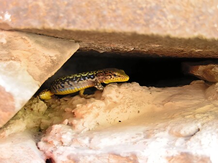 Скальная ящерица