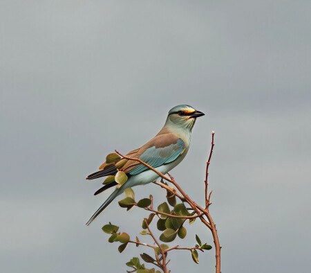 Сизоворонка