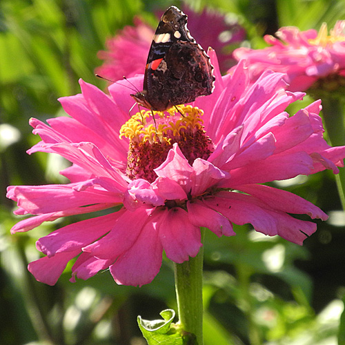 Без названия...