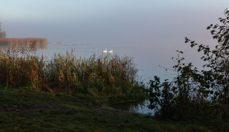 Сладкая парочка