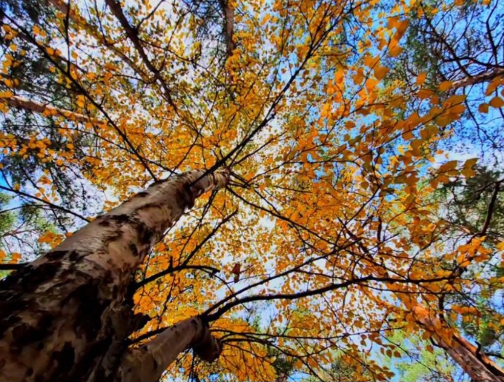 Золотая крона