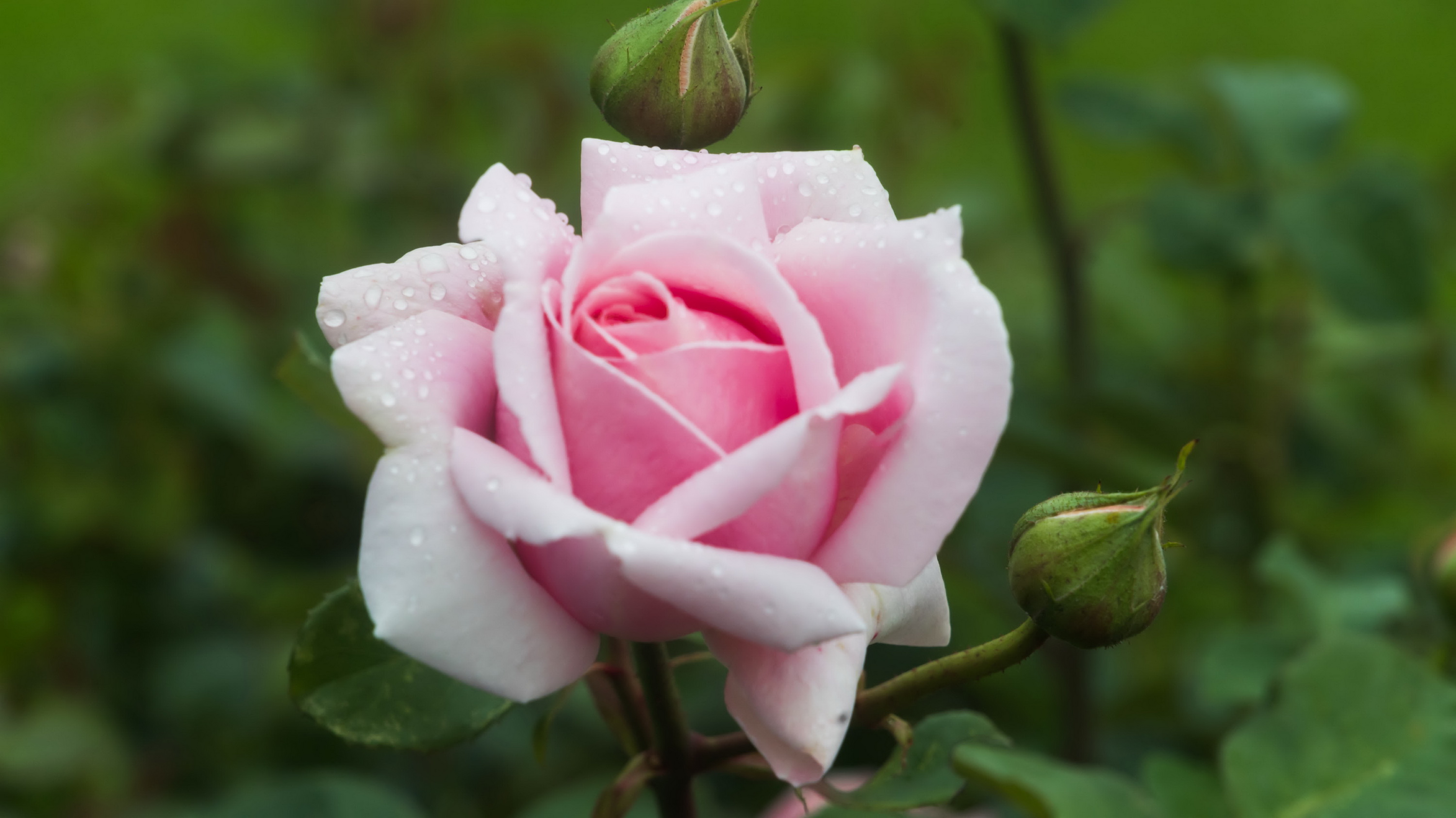 После утренней росы